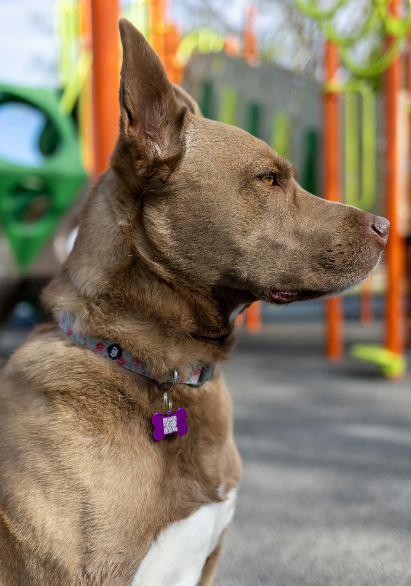 SafetyID Bone Dog Tag